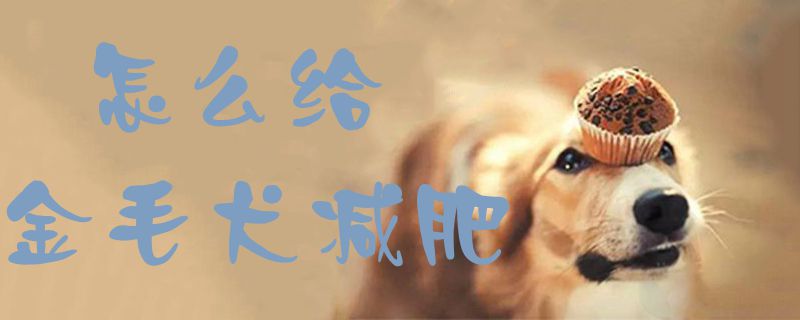 怎么给金毛犬减肥