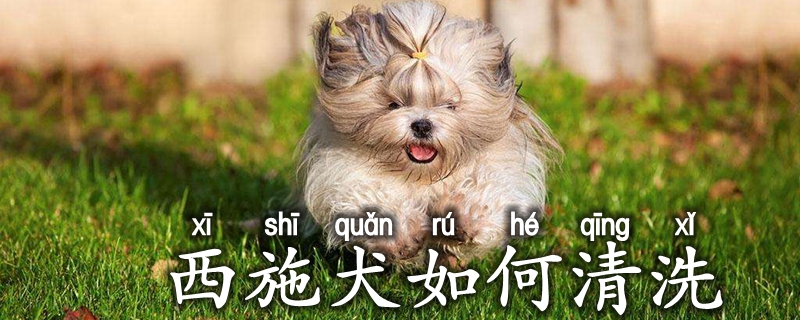 西施犬如何清洗