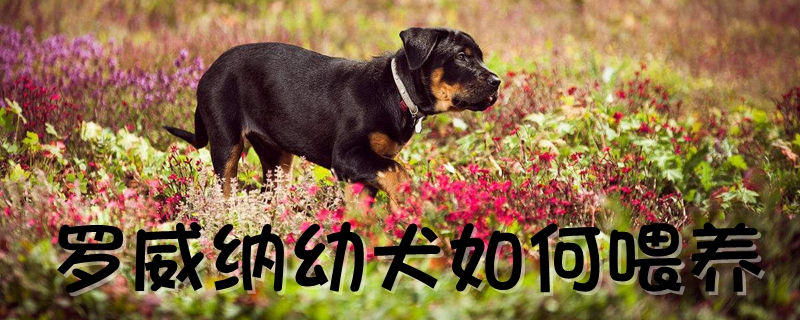 罗威纳幼犬如何喂养