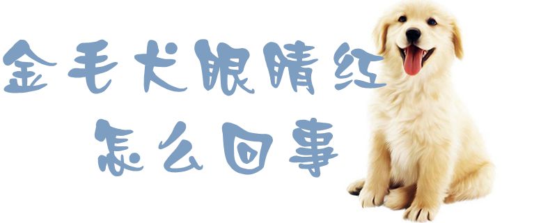 金毛犬眼睛红怎么回事