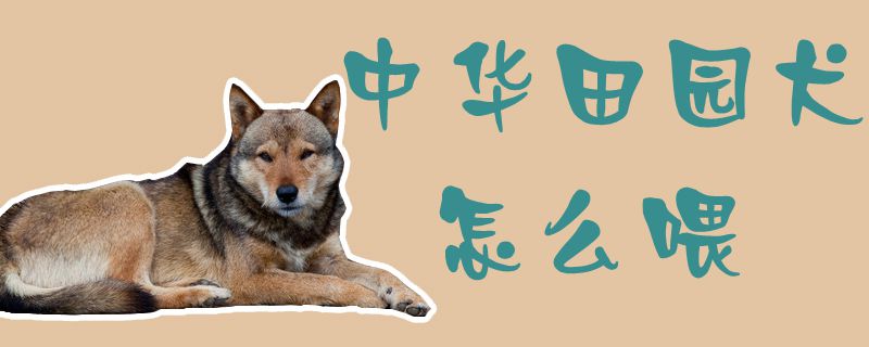 中华田园犬怎么喂