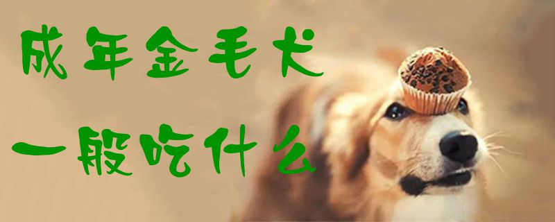 成年金毛犬一般吃什么