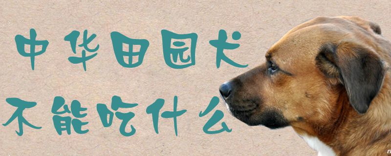 中华田园犬不能吃什么