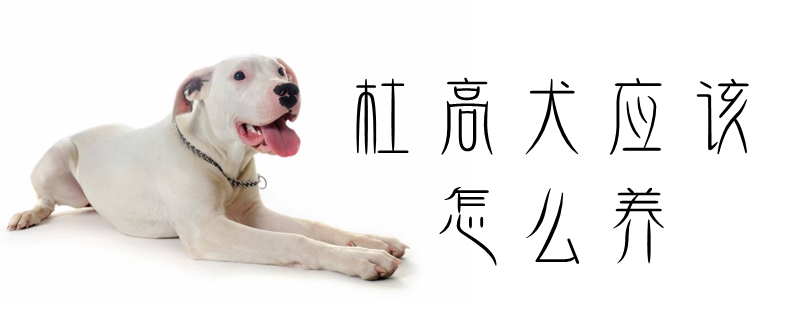 杜高犬应该怎么养