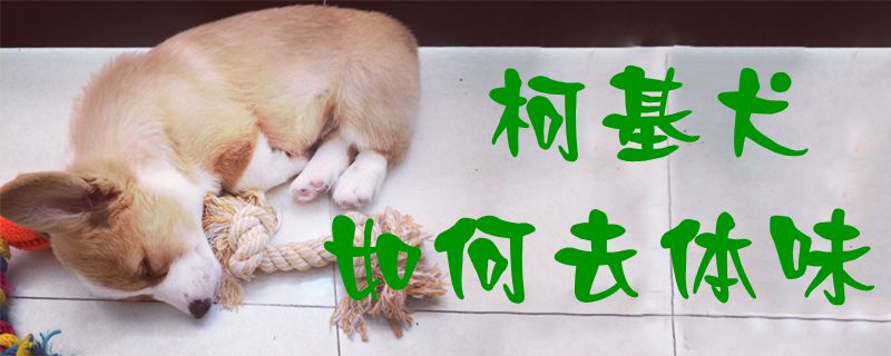 柯基犬如何去体味0