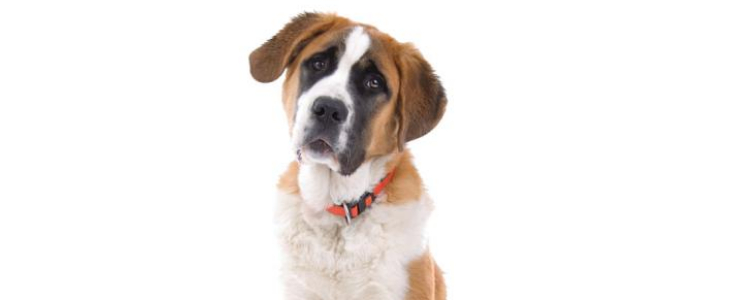 犬冠状症状 如何有效预防犬冠状症状 如何有效预防