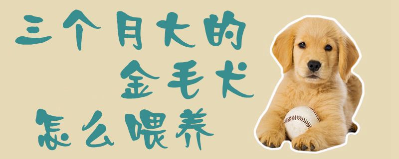 三个月大的金毛犬怎么喂养