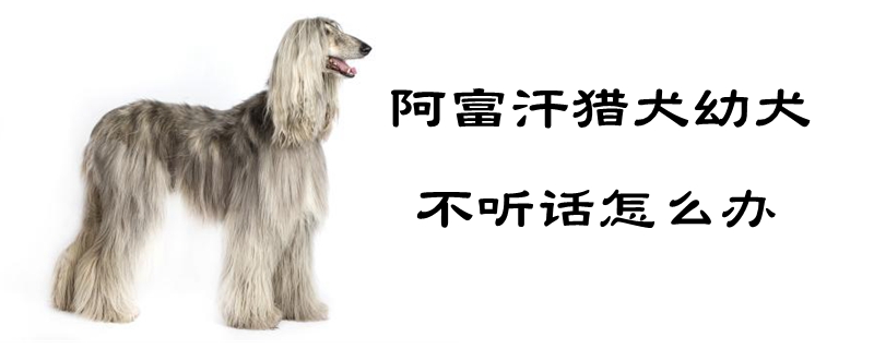 阿富汗猎犬幼犬不听话怎么办