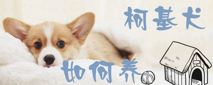 柯基犬如何养