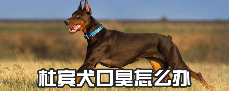 杜宾犬口臭怎么办