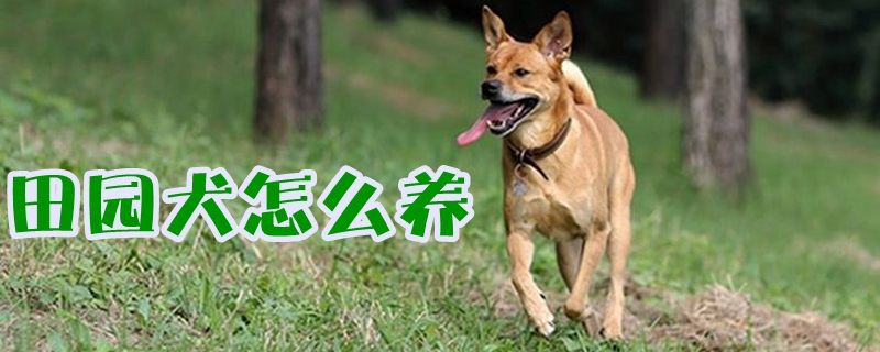 田园犬怎么养