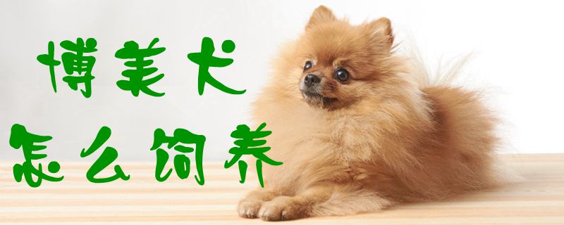 博美犬怎么饲养