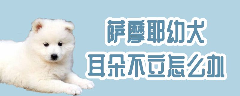 萨摩耶幼犬耳朵不立怎么办