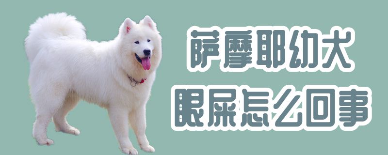 萨摩耶幼犬眼屎怎么回事