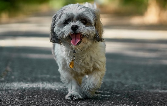 狗狂犬病是怎么得的