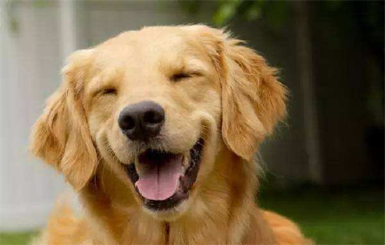 ​导盲犬一般是什么品种