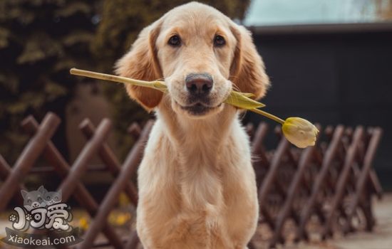 金毛犬的喂养方法 金毛喂养的注意事项