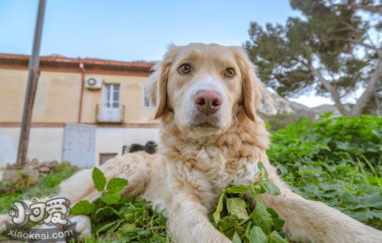 金毛母犬发情护理 金毛发情了该这么照顾