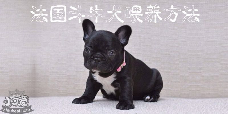 法国斗牛犬喂养方法