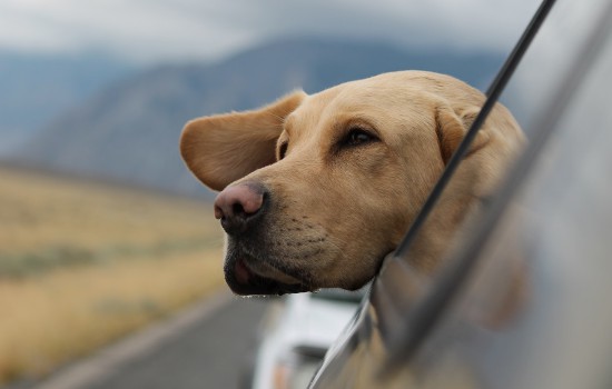 纯拉布拉多犬的特征 纯拉布拉多犬的特征有哪些