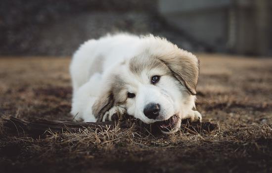 狗咬胶是什么 狗咬胶的使用也有讲究