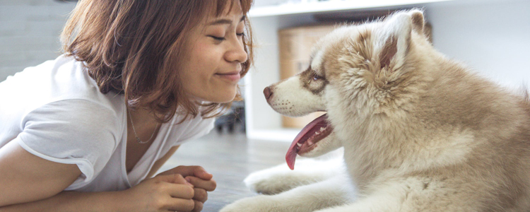 狗狗毛发干燥发黄怎么办 这几点做好顺滑度堪比真丝