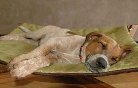 狗狗打呼噜是睡熟了吗 狗狗打呼噜是不正常的