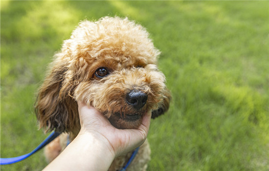 泰迪犬不喜欢主人有什么表现