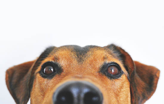 小狗眼睛里有红色的线怎么回事 小狗眼睛里有红色线的原因