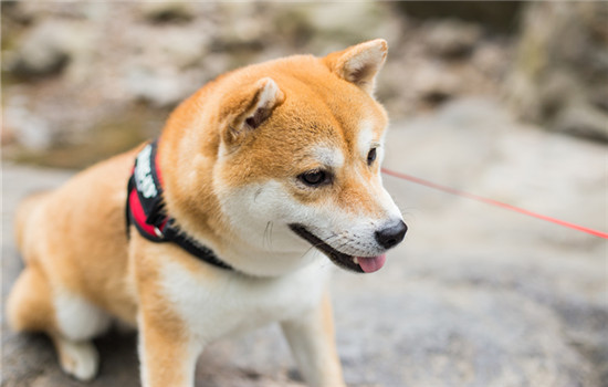 狗狗中暑会拉稀吗