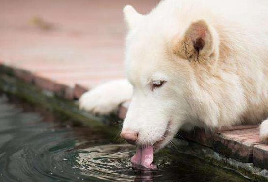 为什么狗狗不喝水