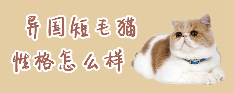 异国短毛猫性格怎么样