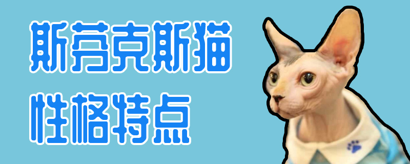 斯芬克斯猫性格特点