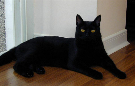 ​黑色玄猫是什么品种
