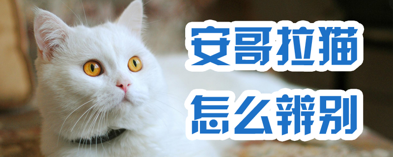 安哥拉猫怎么辨别