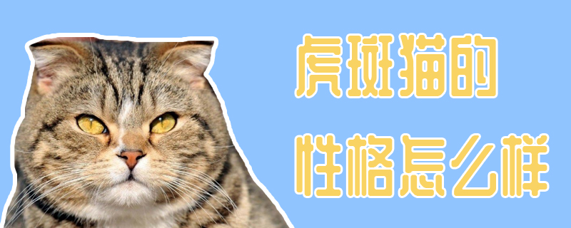 虎斑猫的性格怎么样