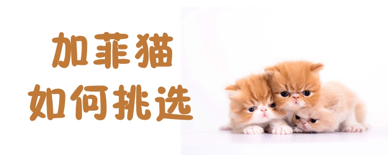 加菲猫如何挑选