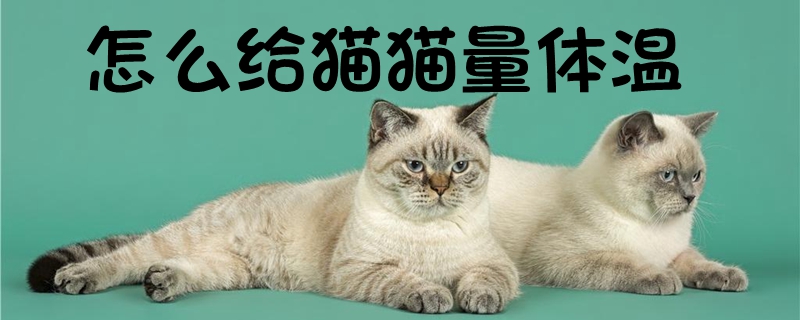 怎么给猫猫量体温