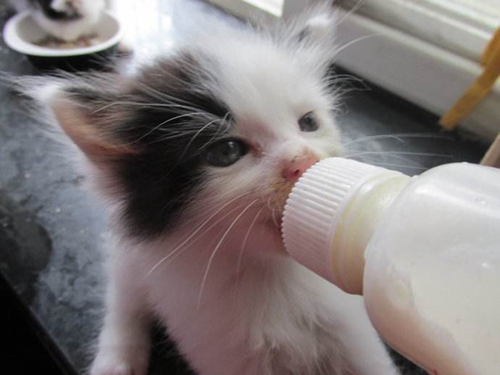 怎么给猫咪喂奶 小奶猫喂奶方法