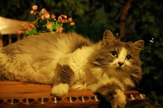 挪威森林猫猫瘟怎么治疗 猫瘟治疗方法知道
