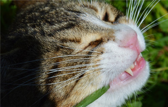 猫不能吃的东西清单 这些东西猫咪绝对不能吃