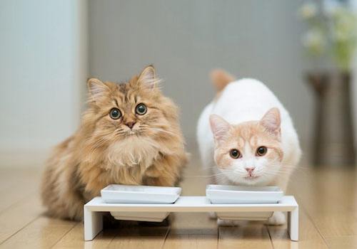 猫咪不吃猫粮怎么办 猫咪不吃猫粮如何解决