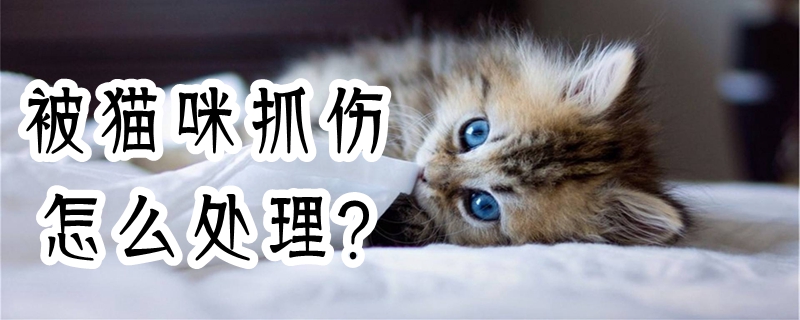 被猫咪抓伤怎么处理