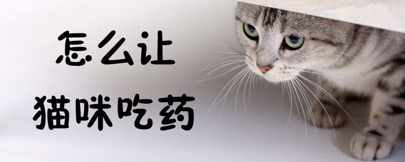 怎么让猫咪吃药