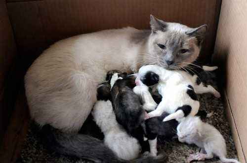 母猫奶水不足如何解决 母猫催乳方法