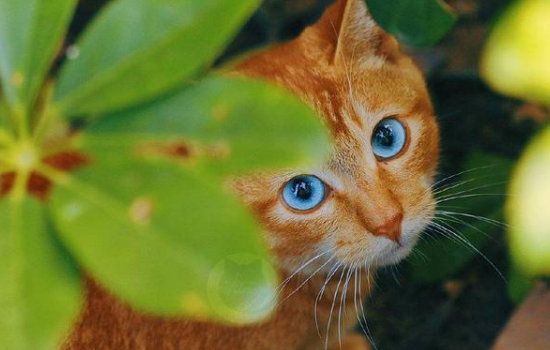 橘猫有蓝眼睛吗 橘猫并不是一个品种