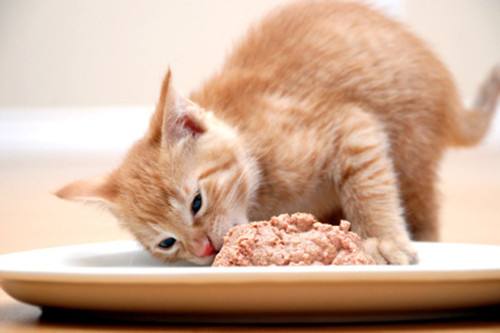 猫咪可以吃甜食吗 猫咪味觉大解析