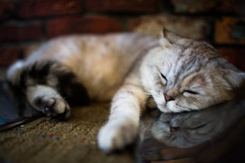 如何治疗猫咪维生素缺乏症 猫咪维生素缺乏症表现