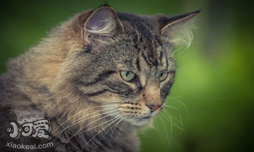 怎么训练威尔斯猫 五招换回乖乖威尔斯猫