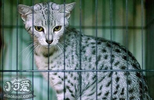 被埃及猫抓伤怎么治疗 猫咪抓伤治疗方法